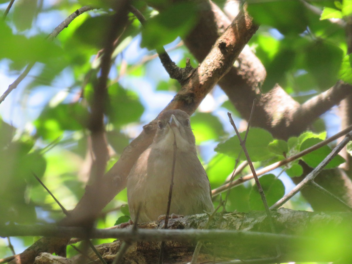 Terrestrial Brownbul - ML655077782