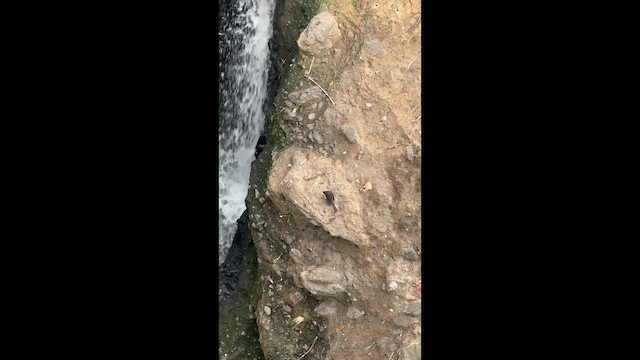 Black Phoebe - ML655078275