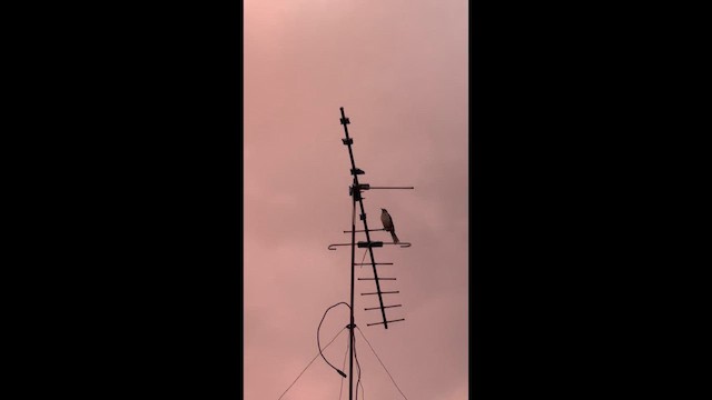 Tropical Mockingbird - ML655078859