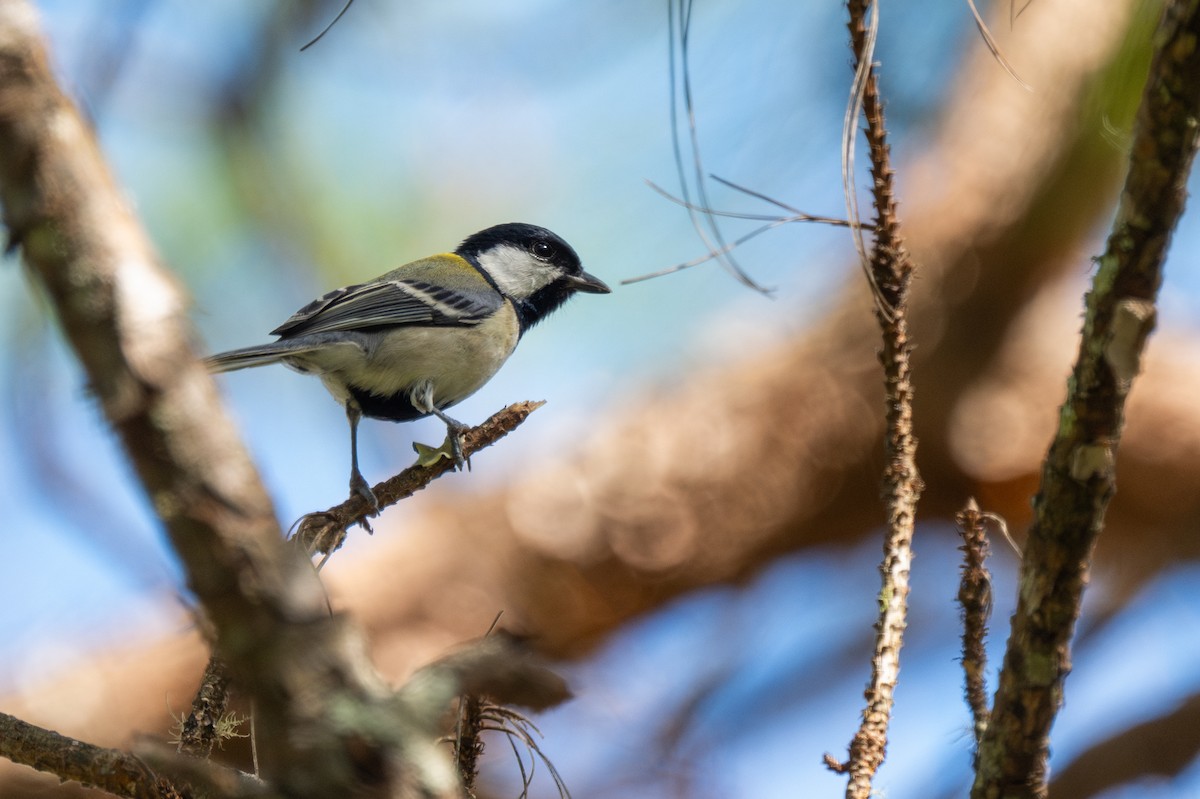 Asian Tit - ML655078967