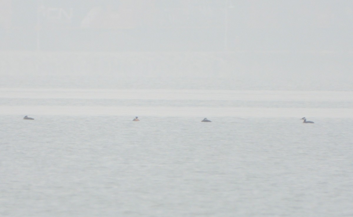 Пірникоза сірощока - ML655079280