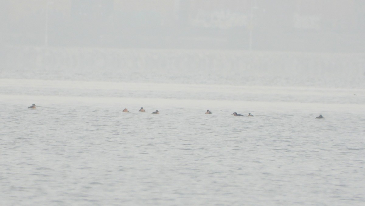 Пірникоза сірощока - ML655079323