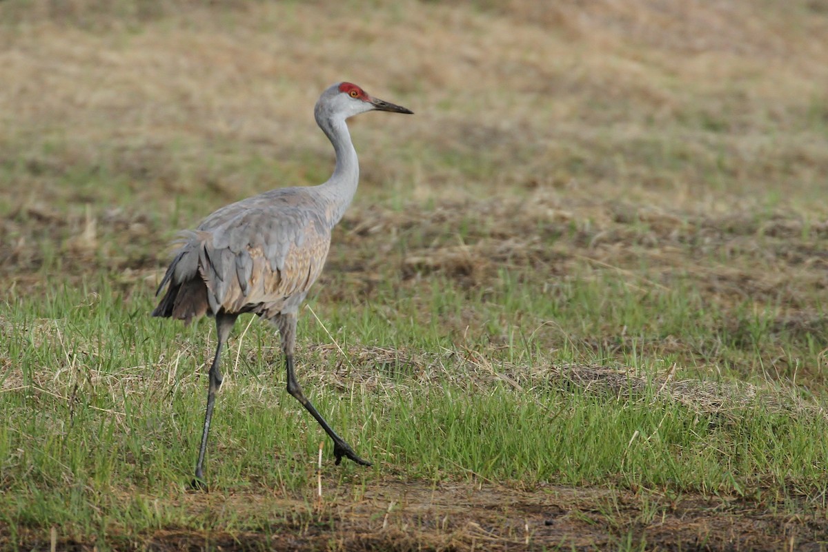 Sandhill Crane (canadensis) - Alex Lamoreaux