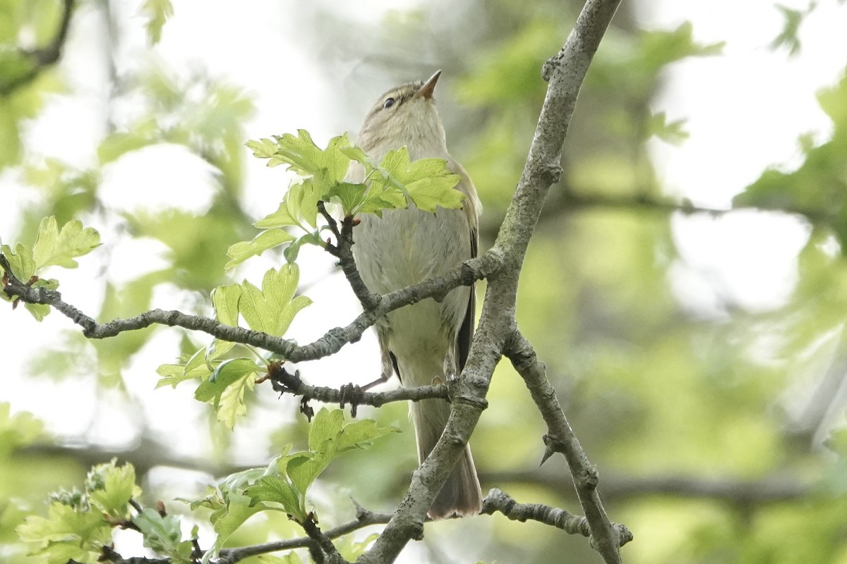 Iberian Chiffchaff - ML655082088