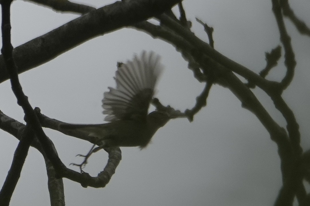 Iberian Chiffchaff - ML655082089