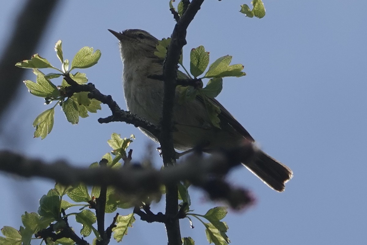 Iberian Chiffchaff - ML655082090