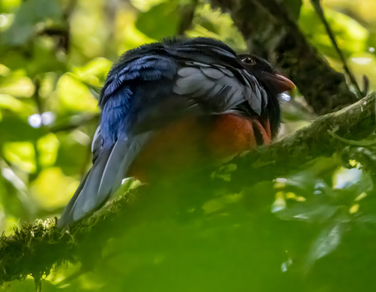 oransjenebbtrogon - ML655084375