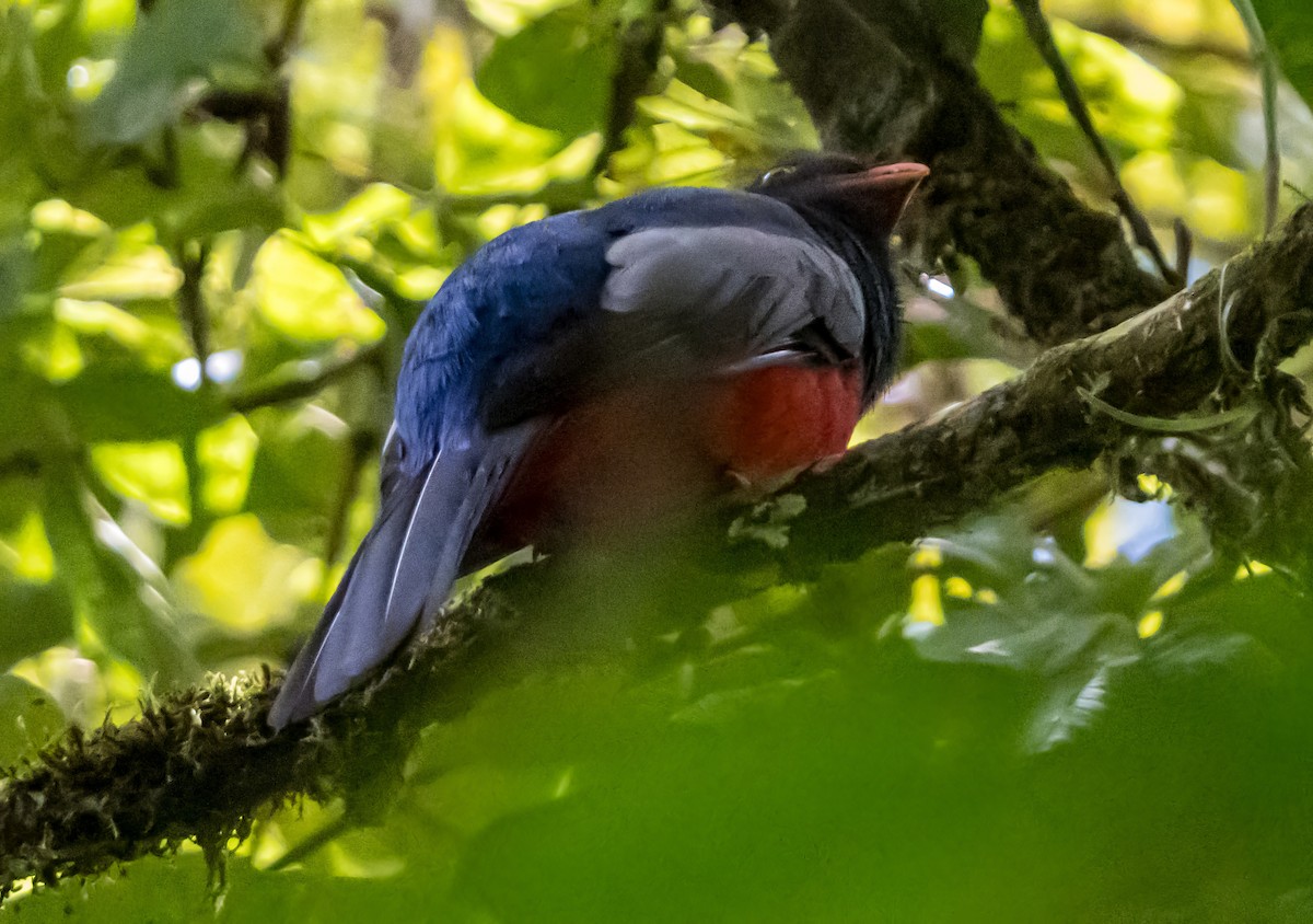 oransjenebbtrogon - ML655084376