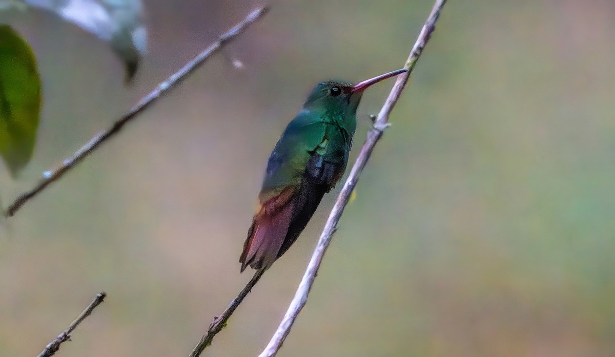 ruststjertkolibri - ML655084503