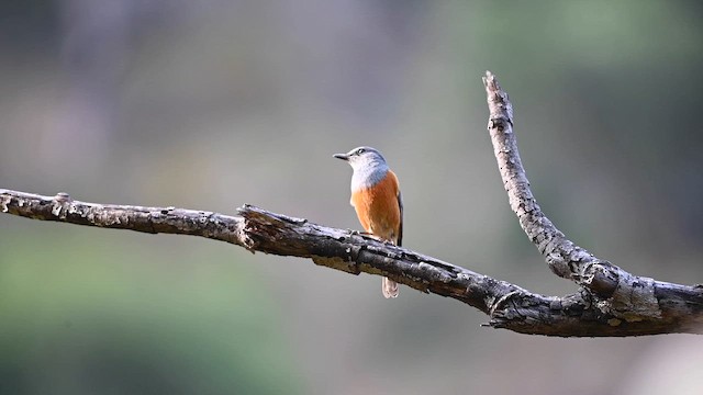 Forest Rock-Thrush - ML655084554