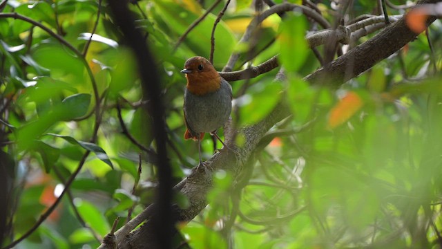 Izu Robin - ML655084614