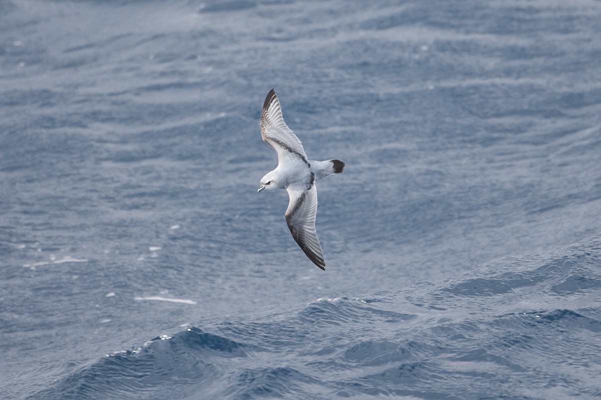 Fulmar Prion - Tony Palliser