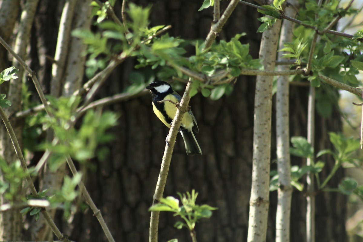 Синиця велика - ML655085140