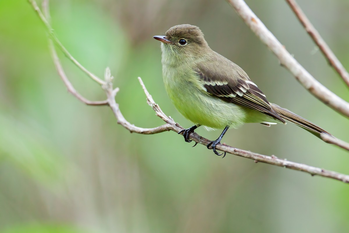 Sierran Elaenia - ML655089168