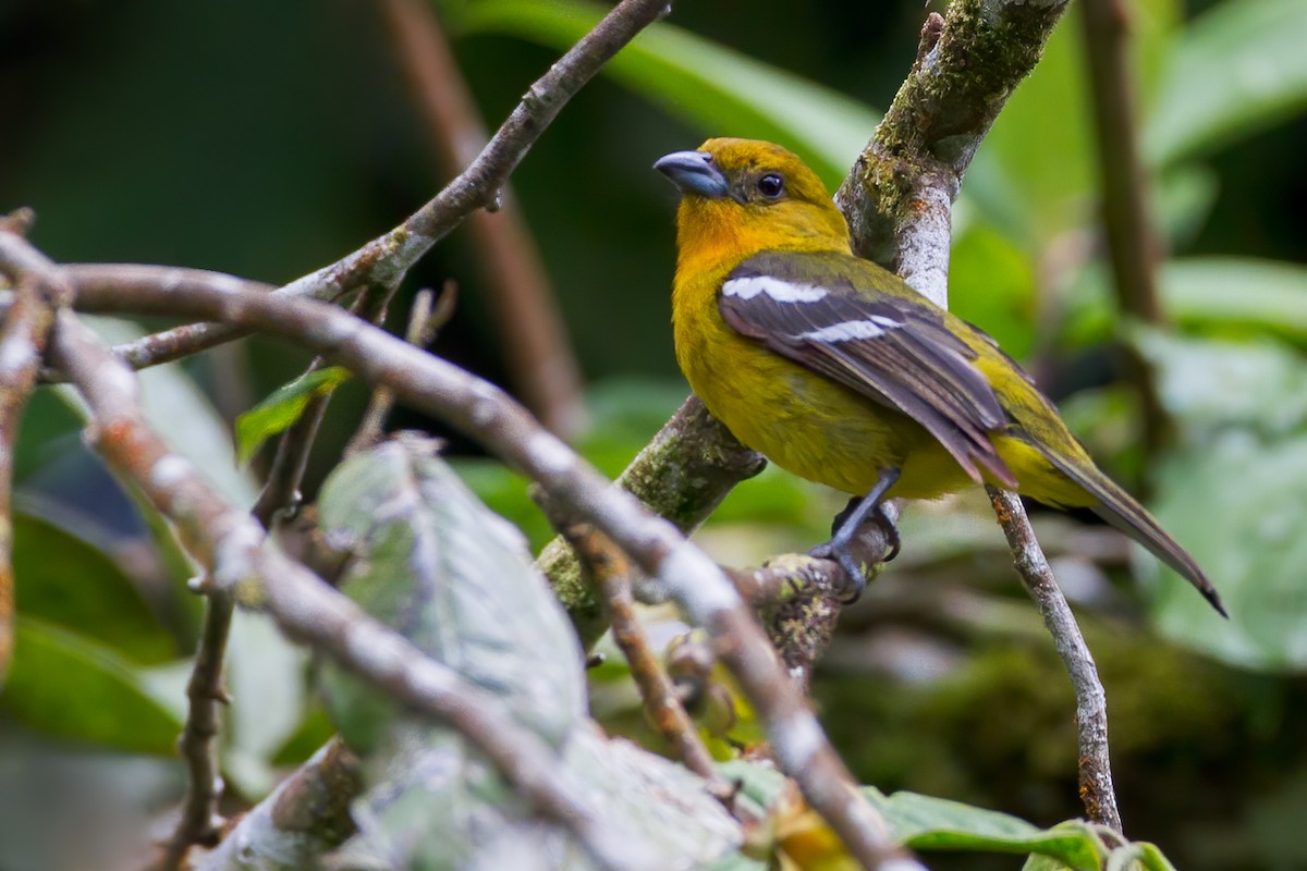 White-winged Tanager - ML655089212