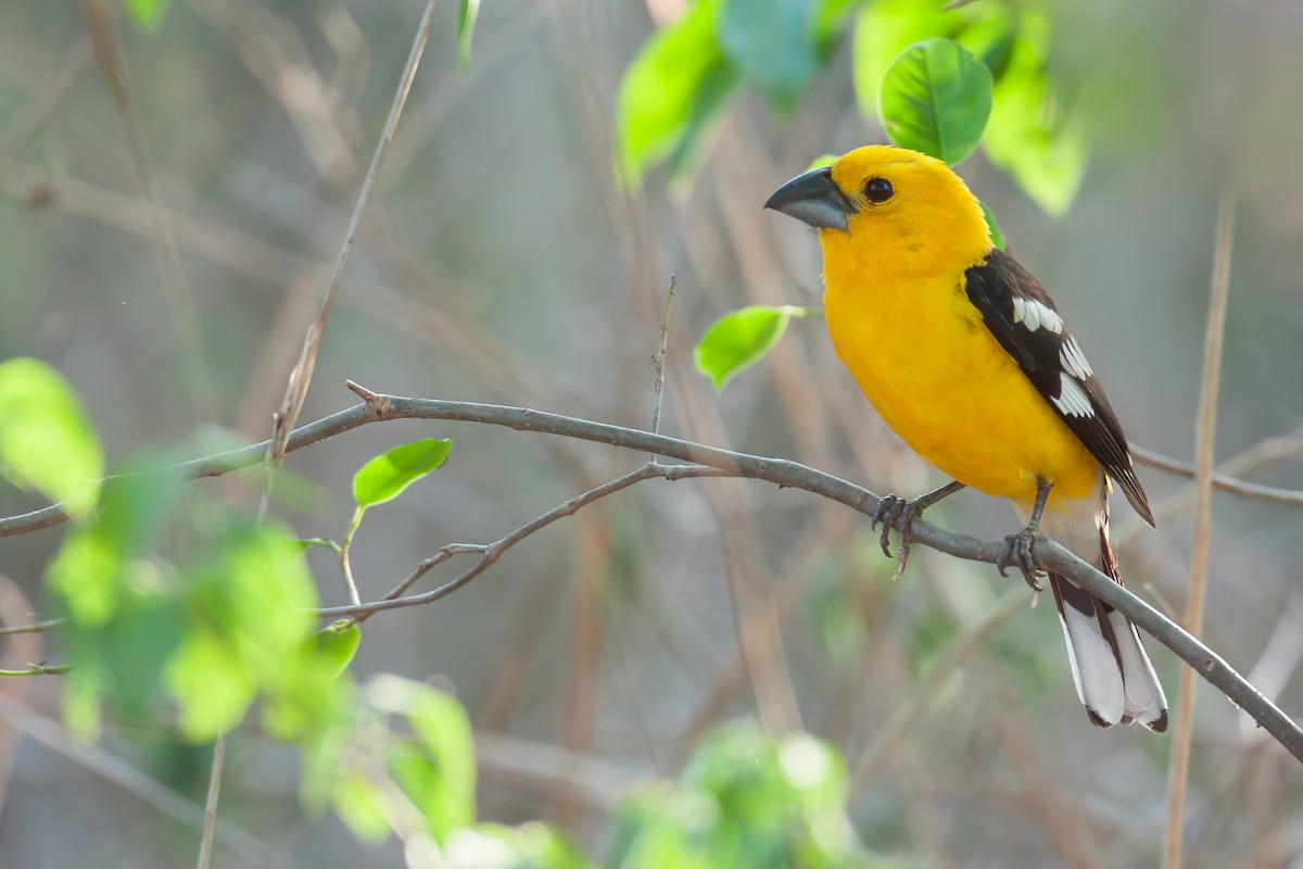 Golden Grosbeak - ML655089485