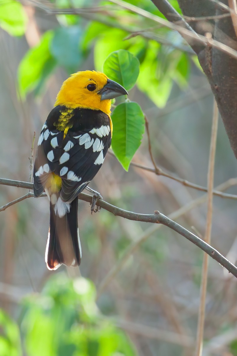 Golden Grosbeak - ML655089498