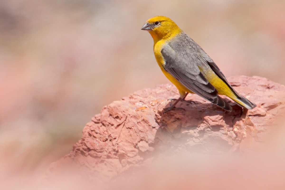 Bright-rumped Yellow-Finch - ML655089631