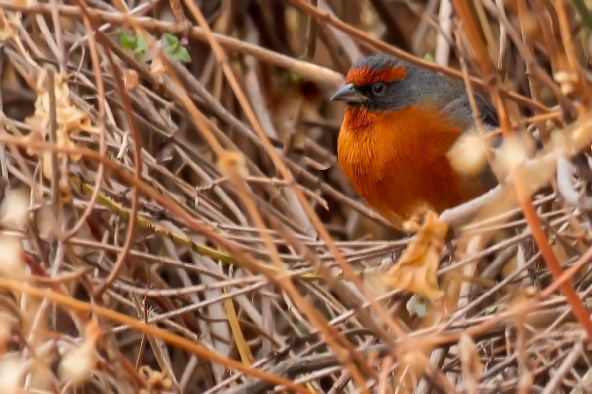 Rufous-breasted Warbling Finch - ML655089721
