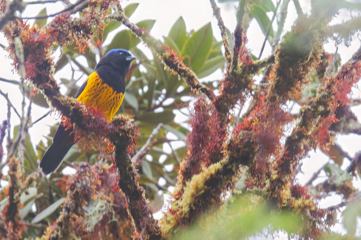 Golden-backed Mountain Tanager - ML655089872