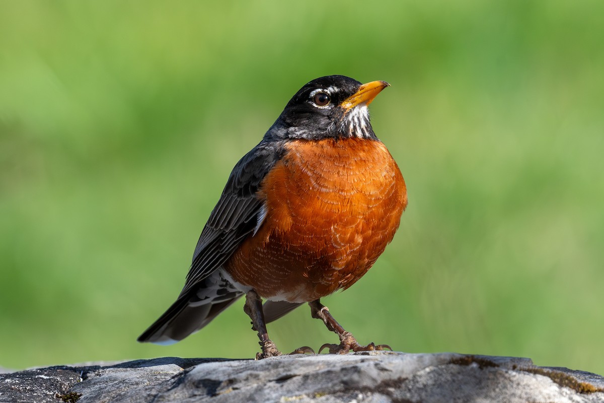 American Robin - ML655094643
