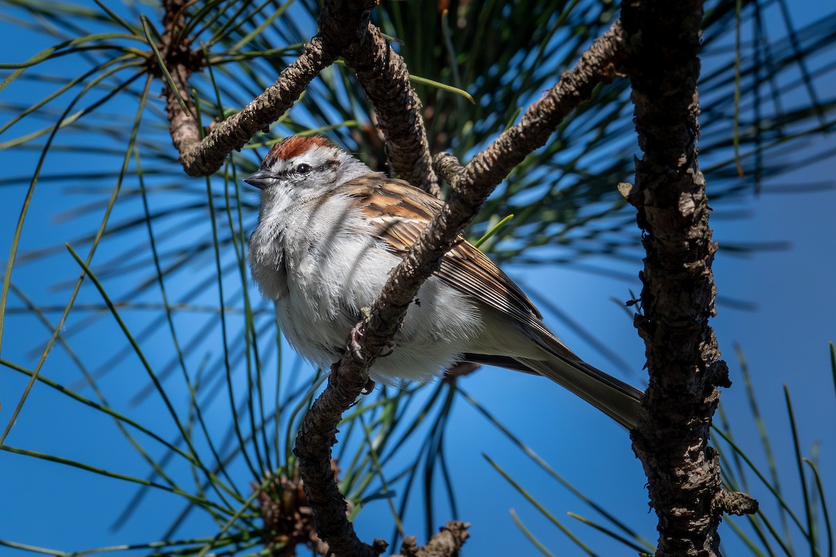 Chipping Sparrow - ML655094652