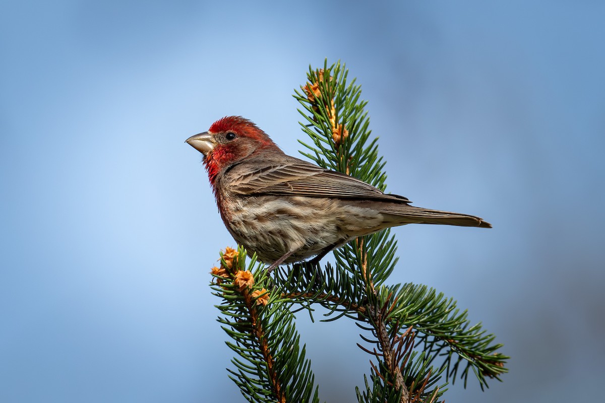 House Finch - ML655094720