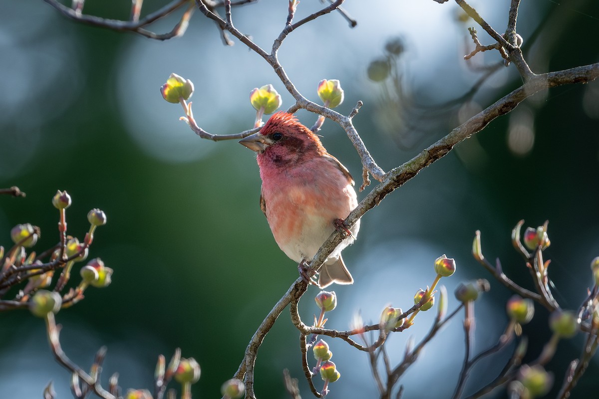 Purple Finch - ML655094828