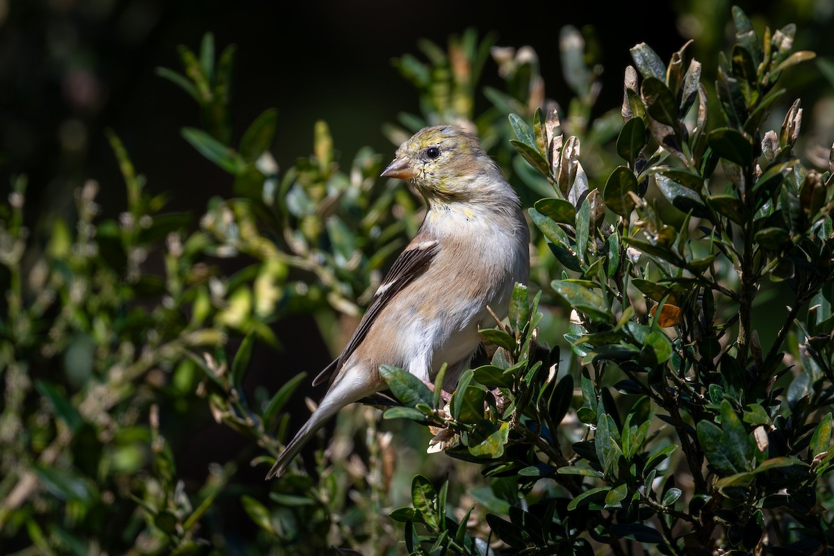 American Goldfinch - ML655094906