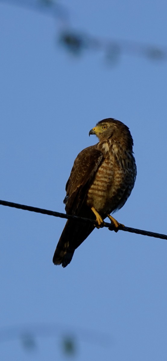 Roadside Hawk (Northern) - ML655095560