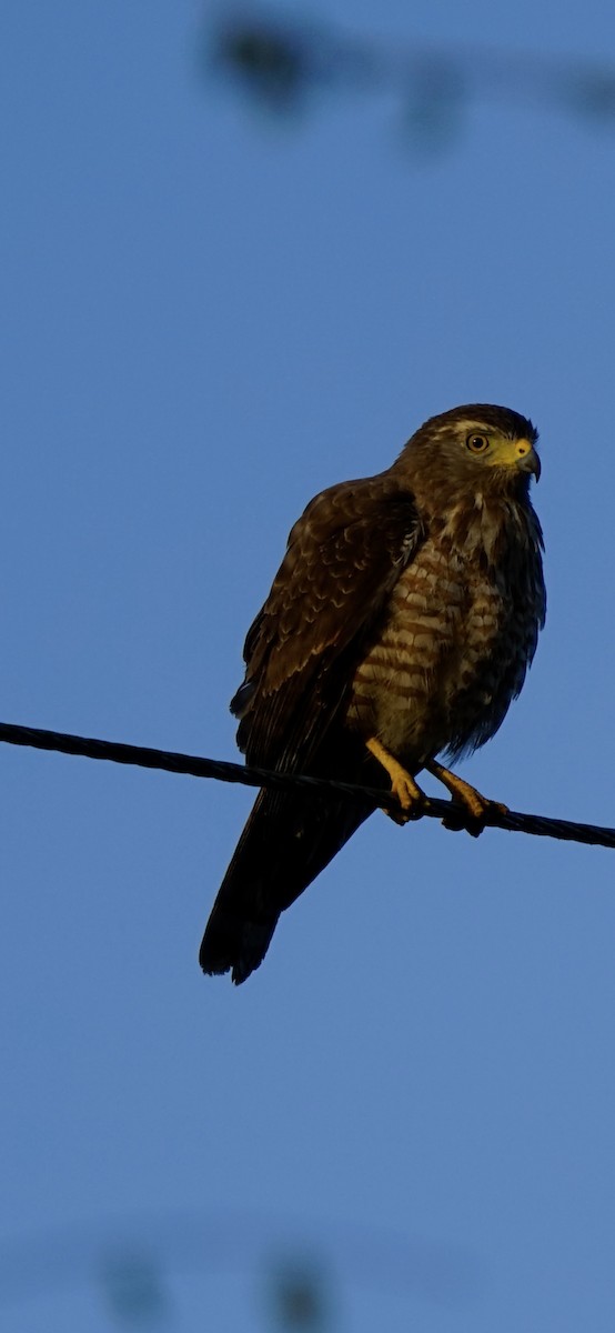 Roadside Hawk (Northern) - ML655095561