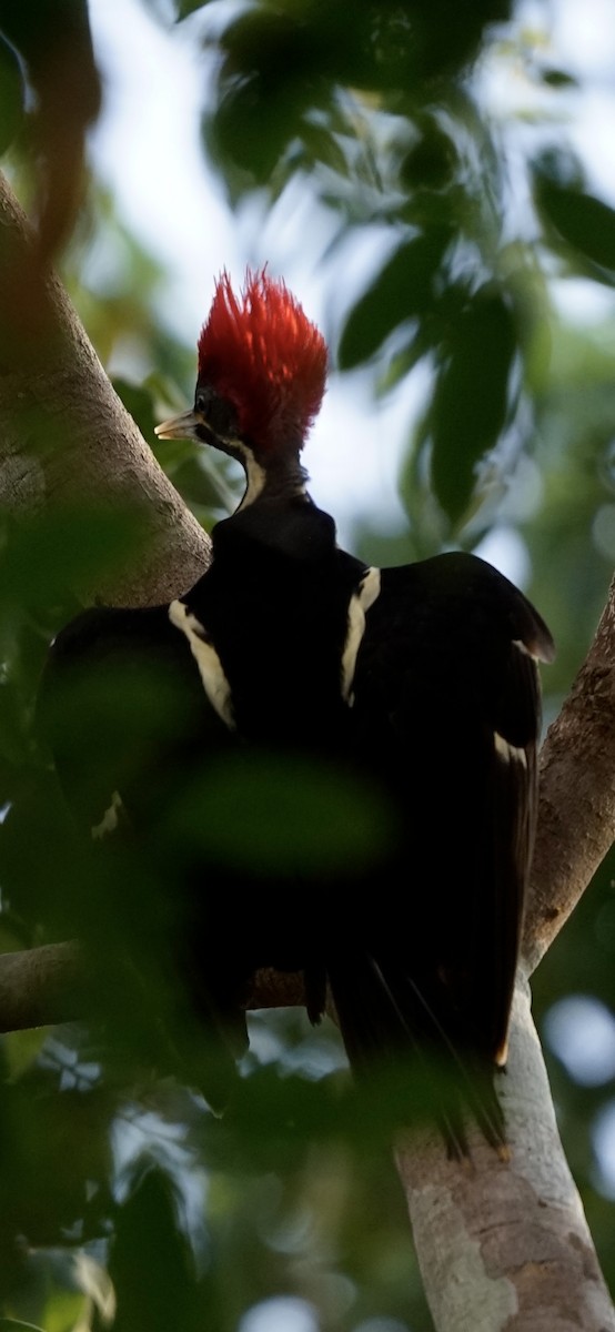 Lineated Woodpecker - ML655095567