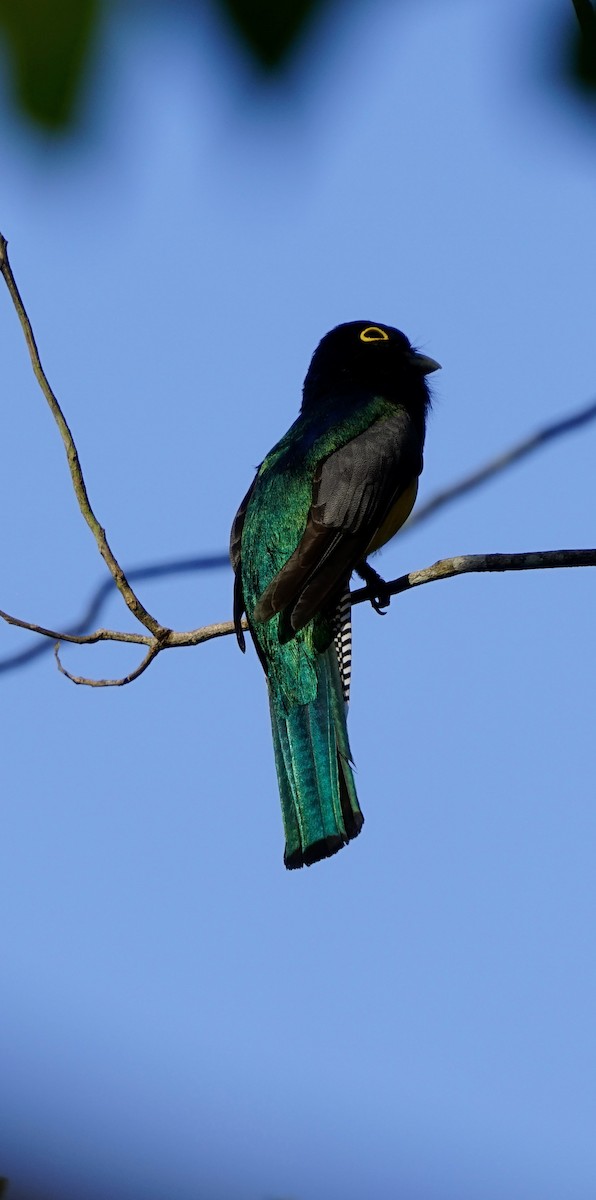 Gartered Violaceous Trogon - ML655095609