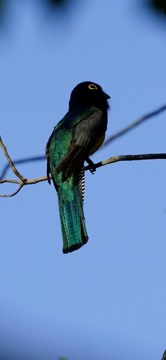 Gartered Violaceous Trogon - ML655095610