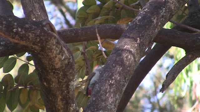 Mountain Gray Woodpecker - ML655095703