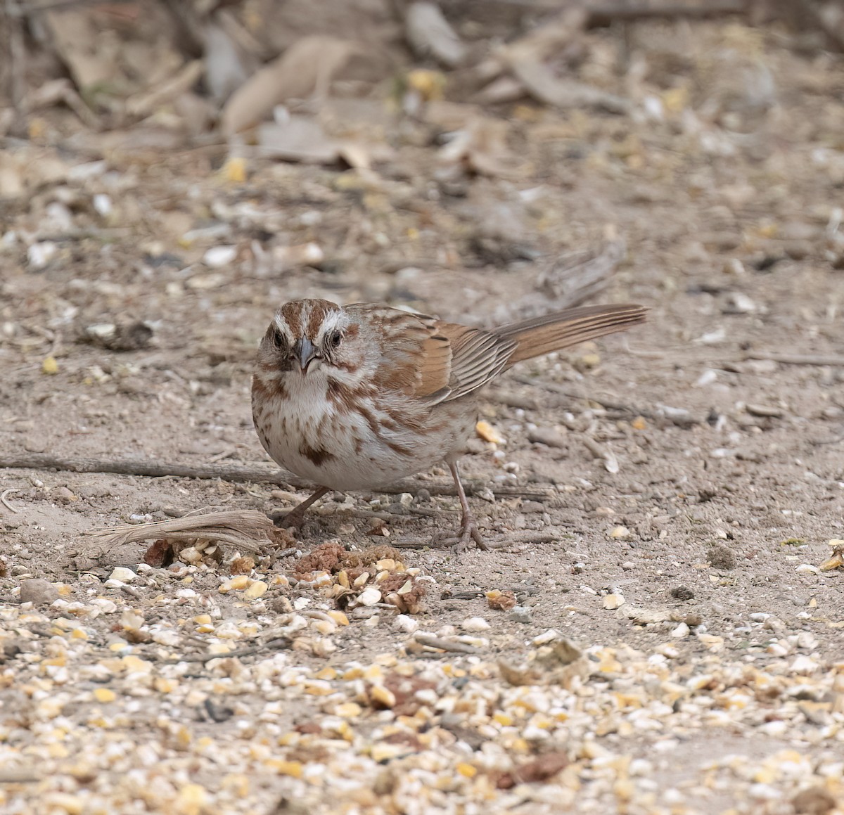Song Sparrow - ML655096024