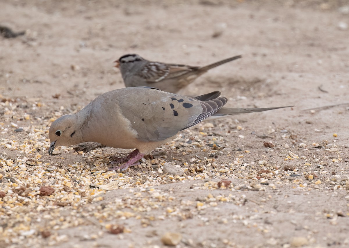 Mourning Dove - ML655096040