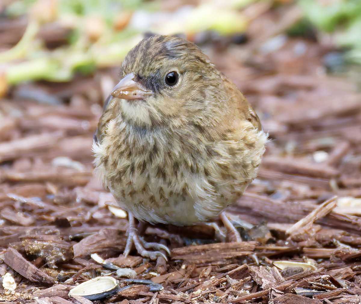 Dark-eyed Junco - ML655096432