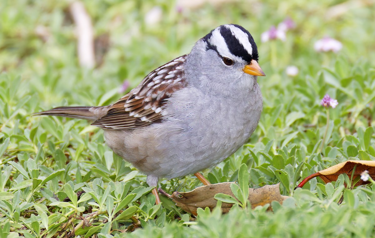 White-crowned Sparrow - ML655096446