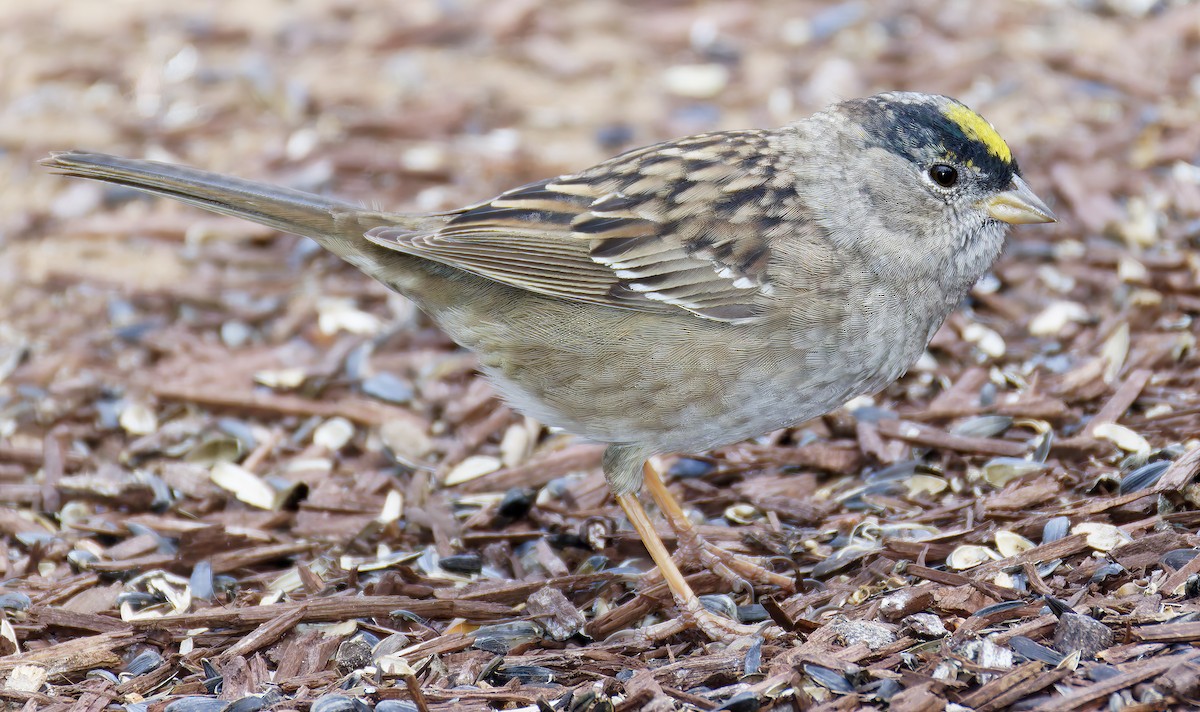 Golden-crowned Sparrow - ML655096466