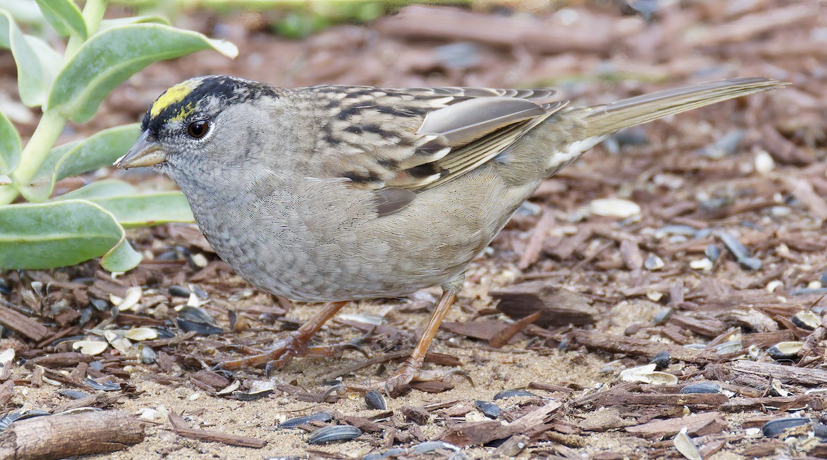 Golden-crowned Sparrow - ML655096467