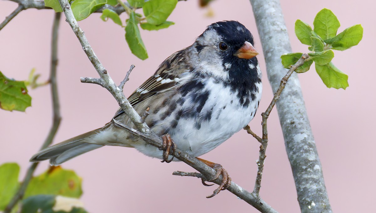 Harris's Sparrow - ML655096488