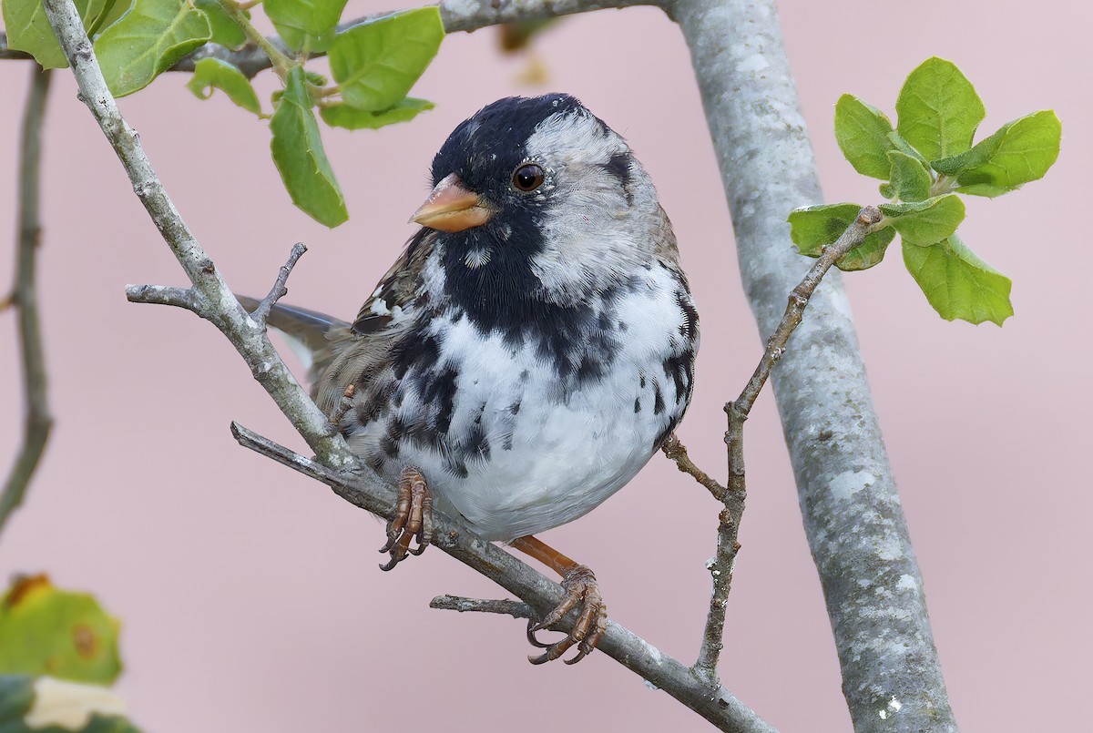 Harris's Sparrow - ML655096489
