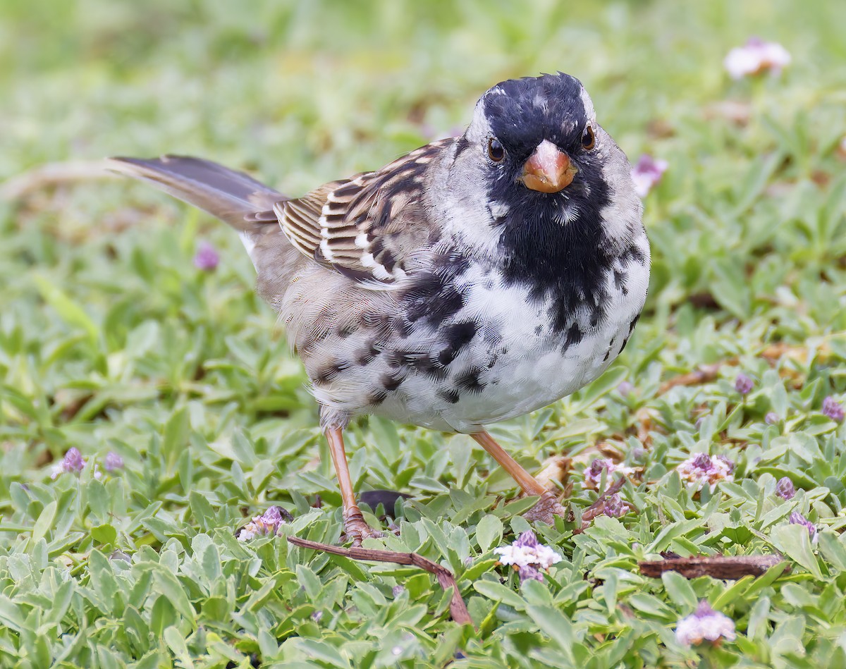 Harris's Sparrow - ML655096495