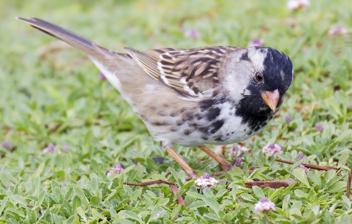 Harris's Sparrow - ML655096527