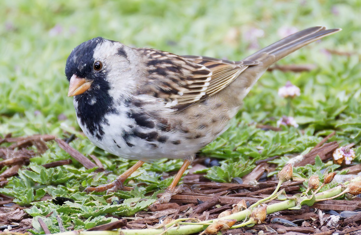 Harris's Sparrow - ML655096528