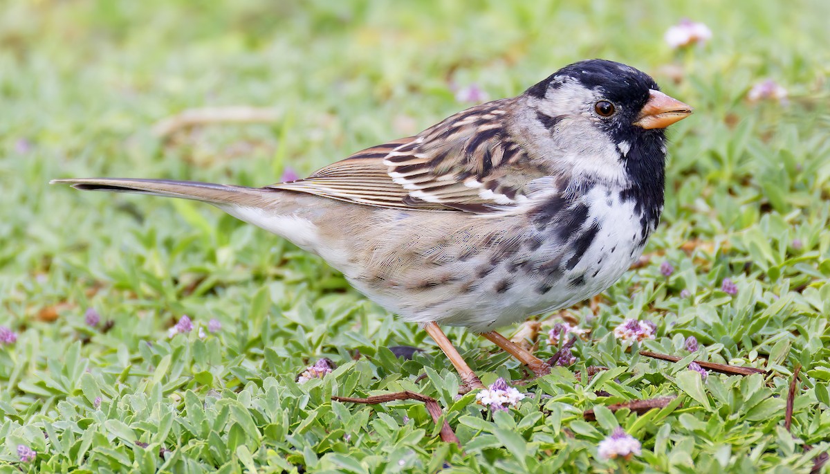 Harris's Sparrow - ML655096529