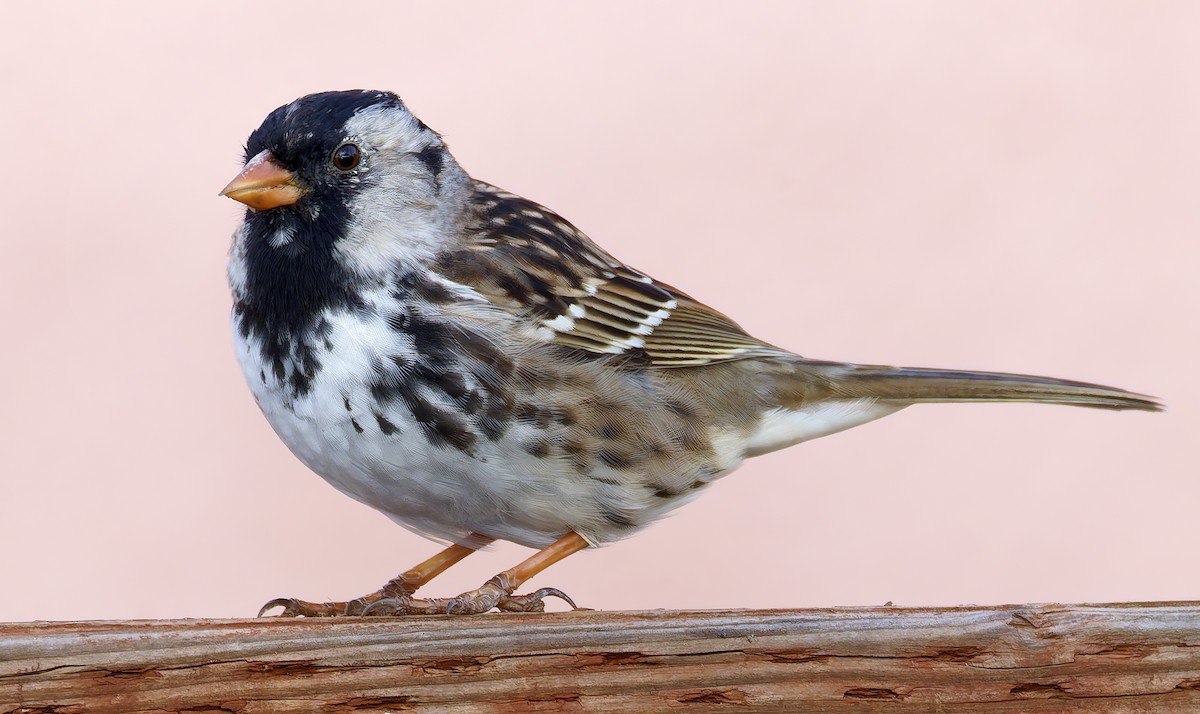 Harris's Sparrow - ML655096548