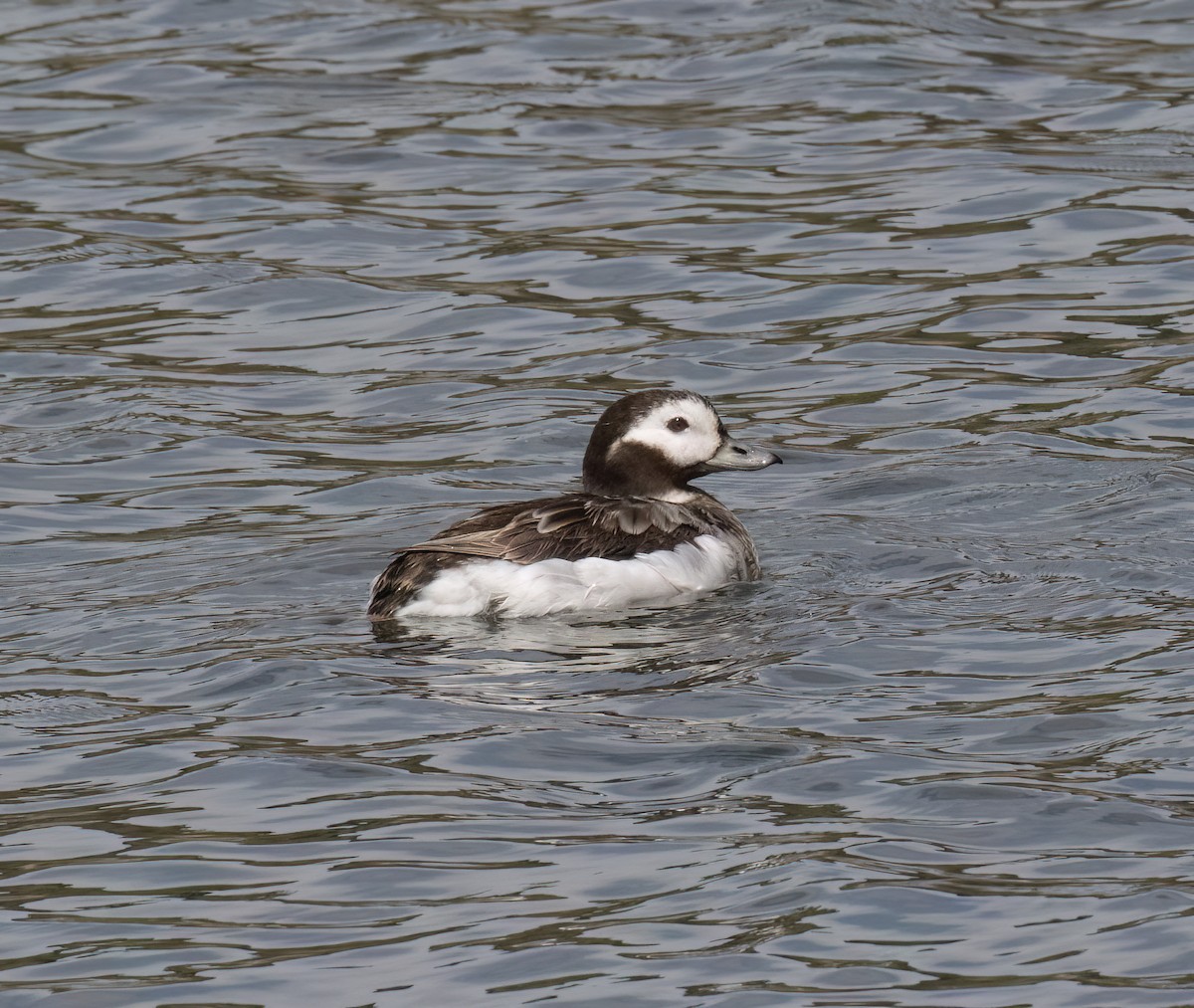 Long-tailed Duck - ML655096977