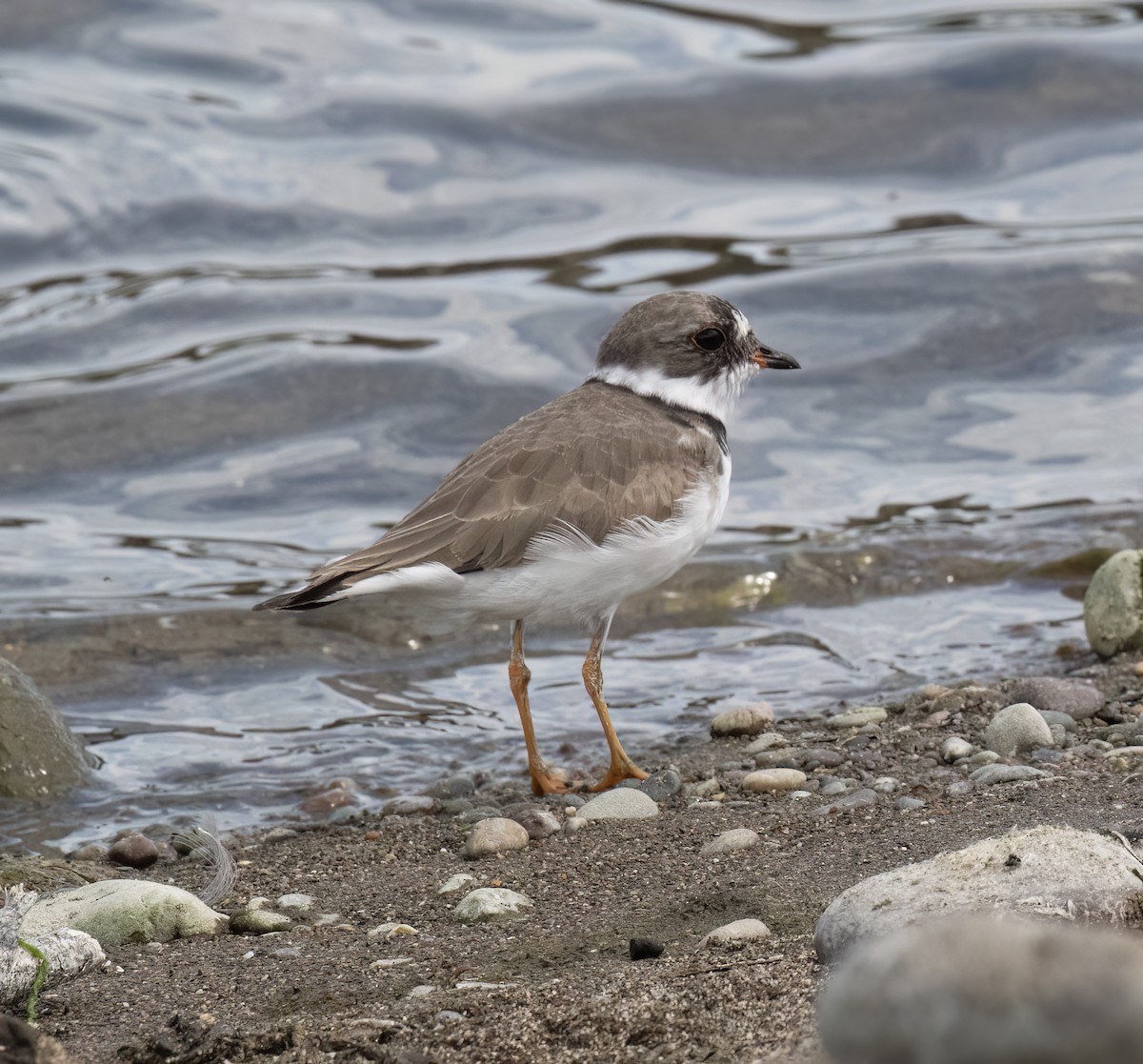 Semipalmated Plover - ML655097001